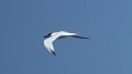 Gull-billed Tern High Island_2010_04_24_3839